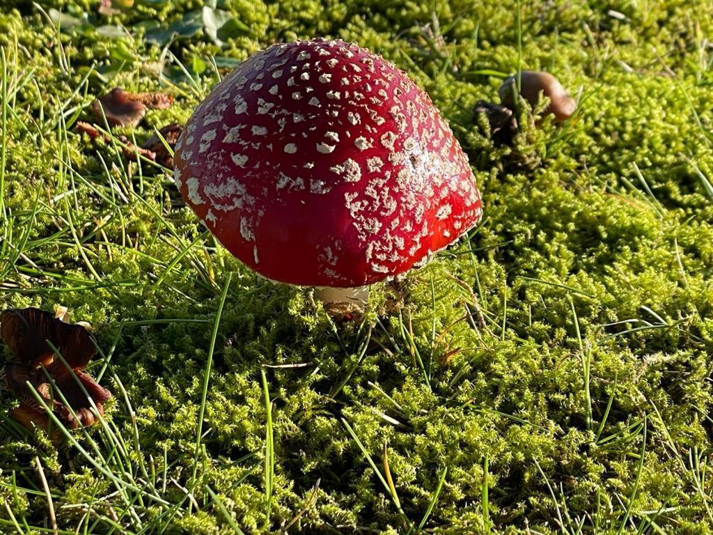 Trekvogels Utkiek Dornum